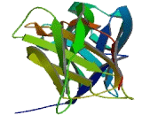 T-Cell Interacting, Activating Receptor On Myeloid Cells Protein 1 (TARM1)