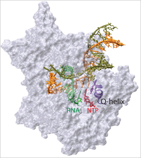 T7 RNA polymerase (RNApoly)