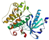 Thousand And One Amino Acid Protein Kinase 1 (TAOK1)