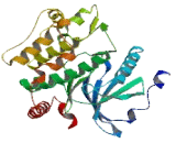 Thousand And One Amino Acid Protein Kinase 3 (TAOK3)