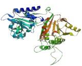 TATA Binding Protein Associated Factor 172 (BTAF1)