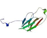 TATA Box Binding Protein Associated Factor 1C (TAF1C)