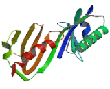 TATA Box Binding Protein Like Protein 1 (TBPL1)