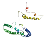 TATA Element Modulatory Factor (TMF1)