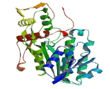 TDP Glucose-4,6-Dehydratase (TGDS)