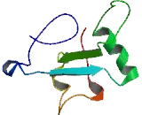 THAP Domain Containing Protein 6 (THAP6)