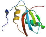 TIA1 Cytotoxic Granule Associated RNA Binding Protein Like Protein 1 (TIAL1)