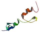 TNF Receptor Associated Factor 4 (TRAF4)