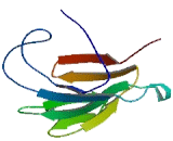 TRAF Interacting Protein With Forkhead Associated Domain A (TIFA)