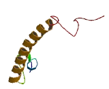 TSC22 Domain Family, Member 4 (TSC22D4)