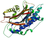 Threonine Aspartase 1 (TASP1)