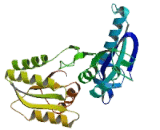 Taste Receptor Type 1 Member 3 (TAS1R3)