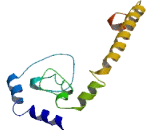 Taste Receptor Type 2 Member 41 (TAS2R41)