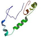 Taste Receptor Type 2 Member 42 (TAS2R42)