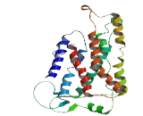 Taste Receptor Type 2 Member 43 (TAS2R43)