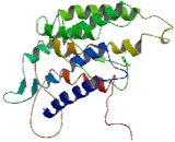 Taste Receptor Type 2 Member 5 (TAS2R5)