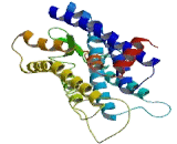 Taste Receptor Type 2 Member 8 (TAS2R8)