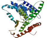 Taxilin Beta (TXLNb)