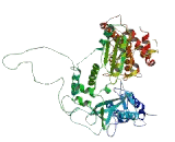 Telomerase Reverse Transcriptase (TERT)