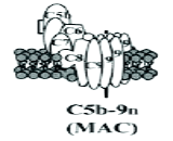 Terminal Complement Complex C5b-9 (C5b-9)