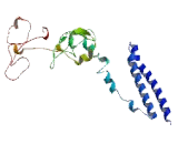 Testis Anion Transporter 1 (TAT1)