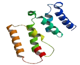 Testis Expressed Protein 10 (TEX10)