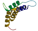 Testis Expressed Protein 11 (TEX11)