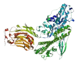 Testis Expressed Protein 15 (TEX15)