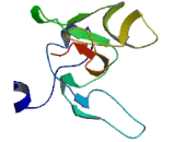 Testis Expressed Protein 22 (TEX22)