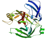 Testis Serine Protease 2 (TESSP2)