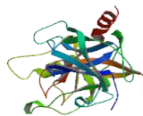 Testis Serine Protease 5 (TESSP5)