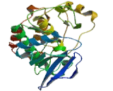 Testis Specific Kinase 1 (TESK1)