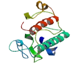 Testis Specific Kinase 2 (TESK2)