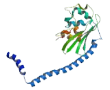 Testis Specific Protein, Y-Linked 3 (TSPY3)