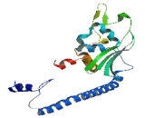 Testis Specific Protein, Y-Linked 4 (TSPY4)