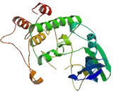 Testis Specific Serine Kinase 1 (TSSK1)