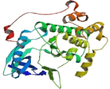 Testis Specific Serine Kinase 2 (TSSK2)