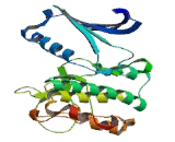 Testis Specific Serine Kinase 4 (TSSK4)