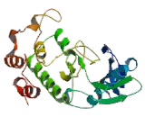 Testis Specific Serine Kinase 6 (TSSK6)