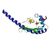 Testis Specific Y Encoded Like Protein 5 (TSPYL5)