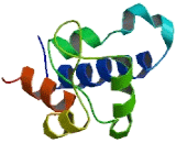 Tetraspanin 4 (TSPAN4)