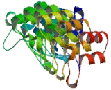 Tetratricopeptide Repeat, Ankyrin Repeat And Coiled Coil Containing Protein 2 (TANC2)