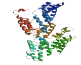 Tetratricopeptide Repeat Domain Protein 30B (TTC30B)