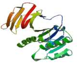 Thiamin Pyrophosphokinase 1 (TPK1)