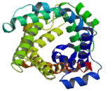 Thiamine Pyrophosphate Carrier Protein, Mitochondrial (TPC)