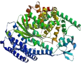 Thimet Oligopeptidase 1 (THOP1)