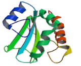 Thioredoxin Domain Containing Protein 12 (TXNDC12)