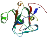 Thioredoxin Like Protein 1 (TXNL1)