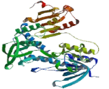 Thioredoxin Reductase 3 (TrxR3)