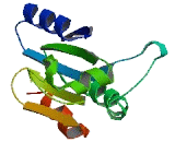 Thioredoxin Related Protein 14kDa (TRP14)